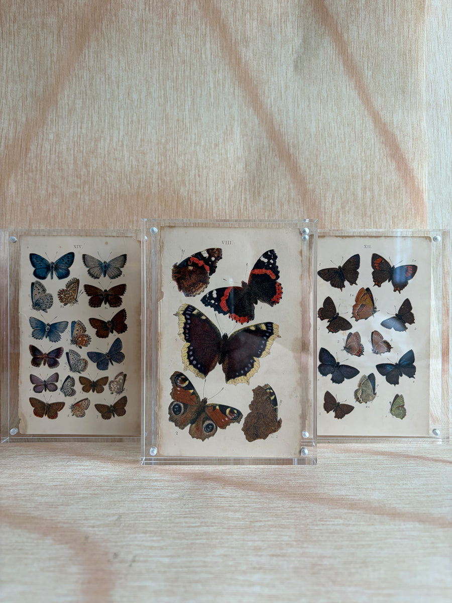 Original Vintage Butterfly Book Plates in Acrylic Frames