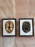 Pair of Framed Tortoiseshell Natural History Prints