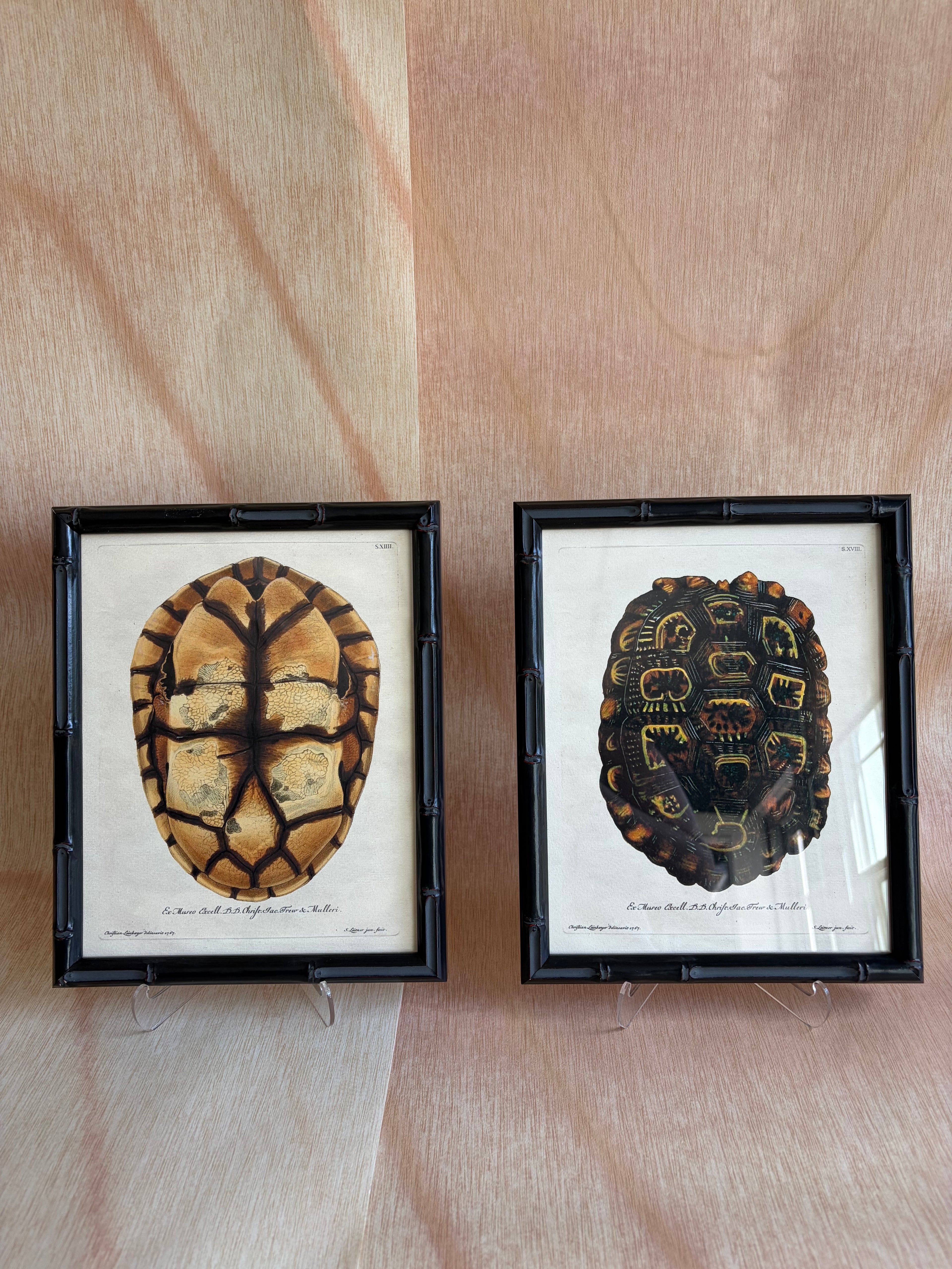 Pair of Framed Tortoiseshell Natural History Prints
