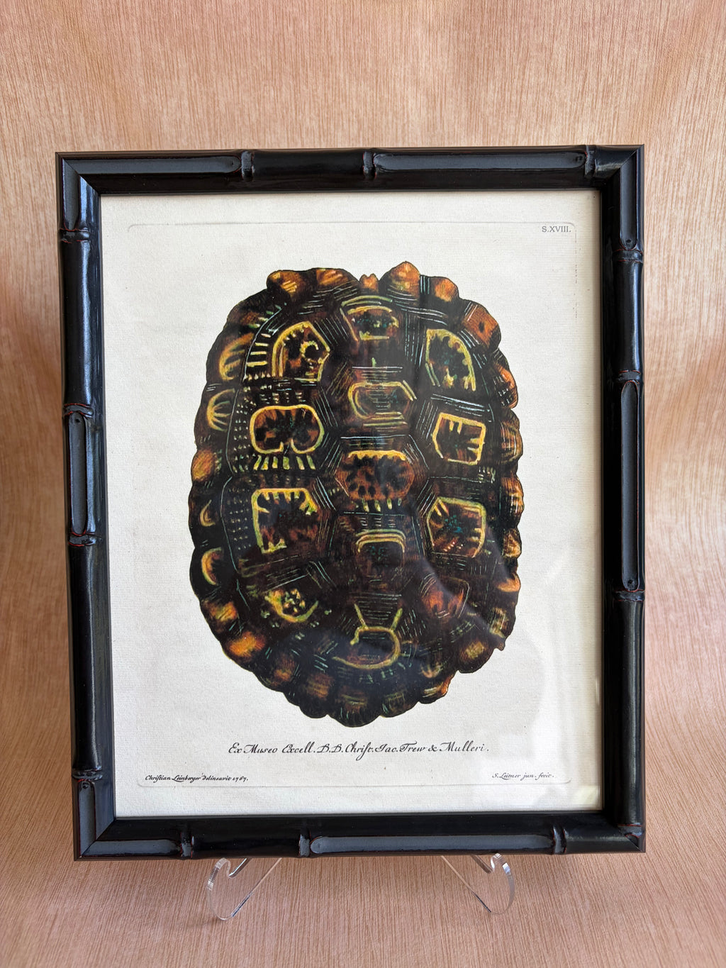 Pair of Framed Tortoiseshell Natural History Prints