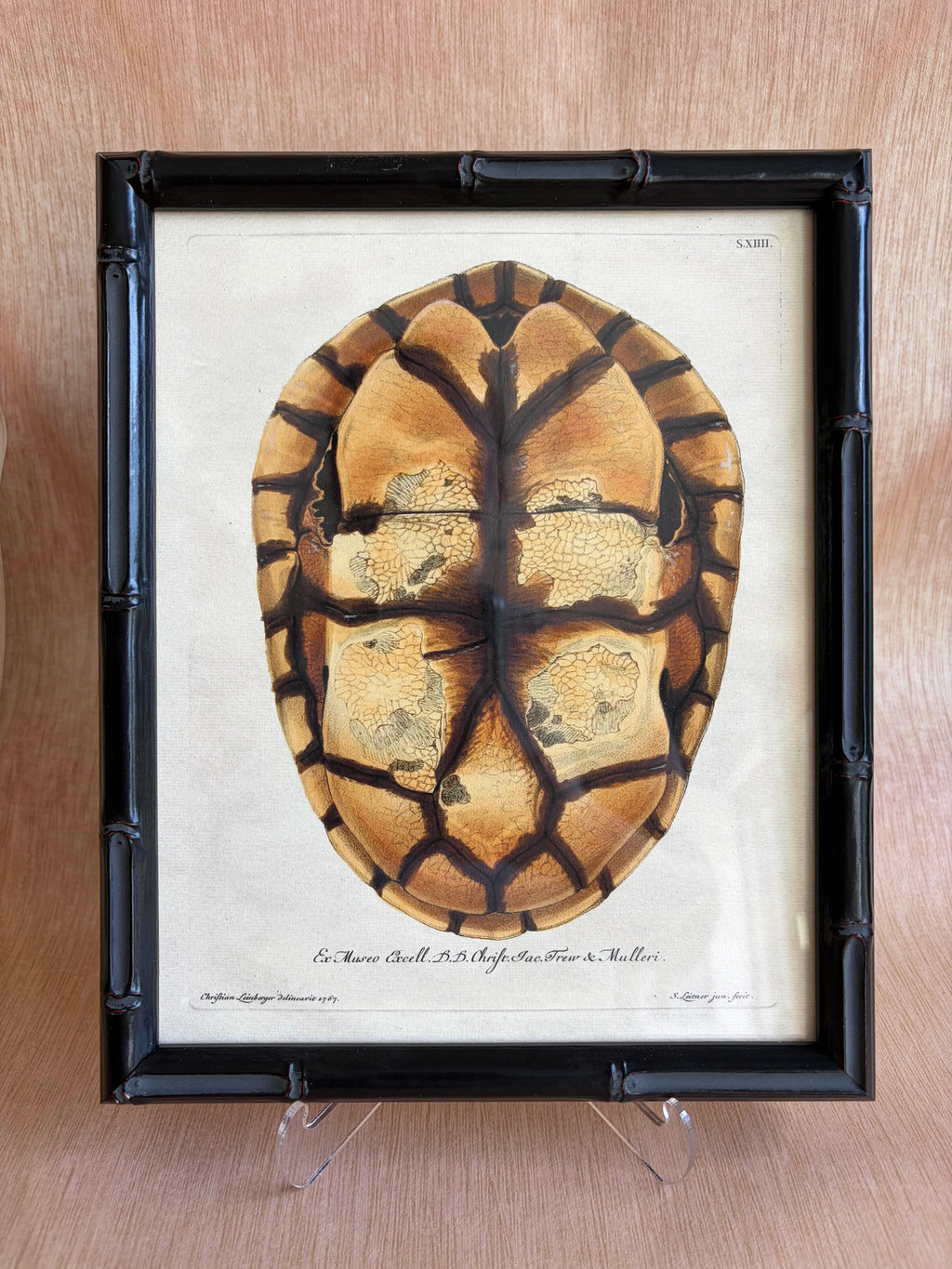 Pair of Framed Tortoiseshell Natural History Prints
