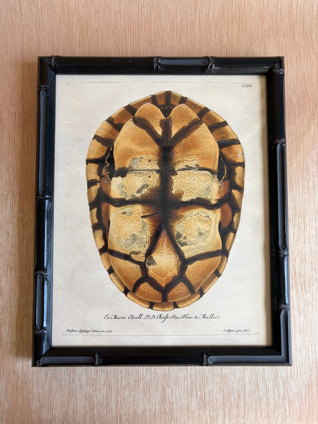 Pair of Framed Tortoiseshell Natural History Prints