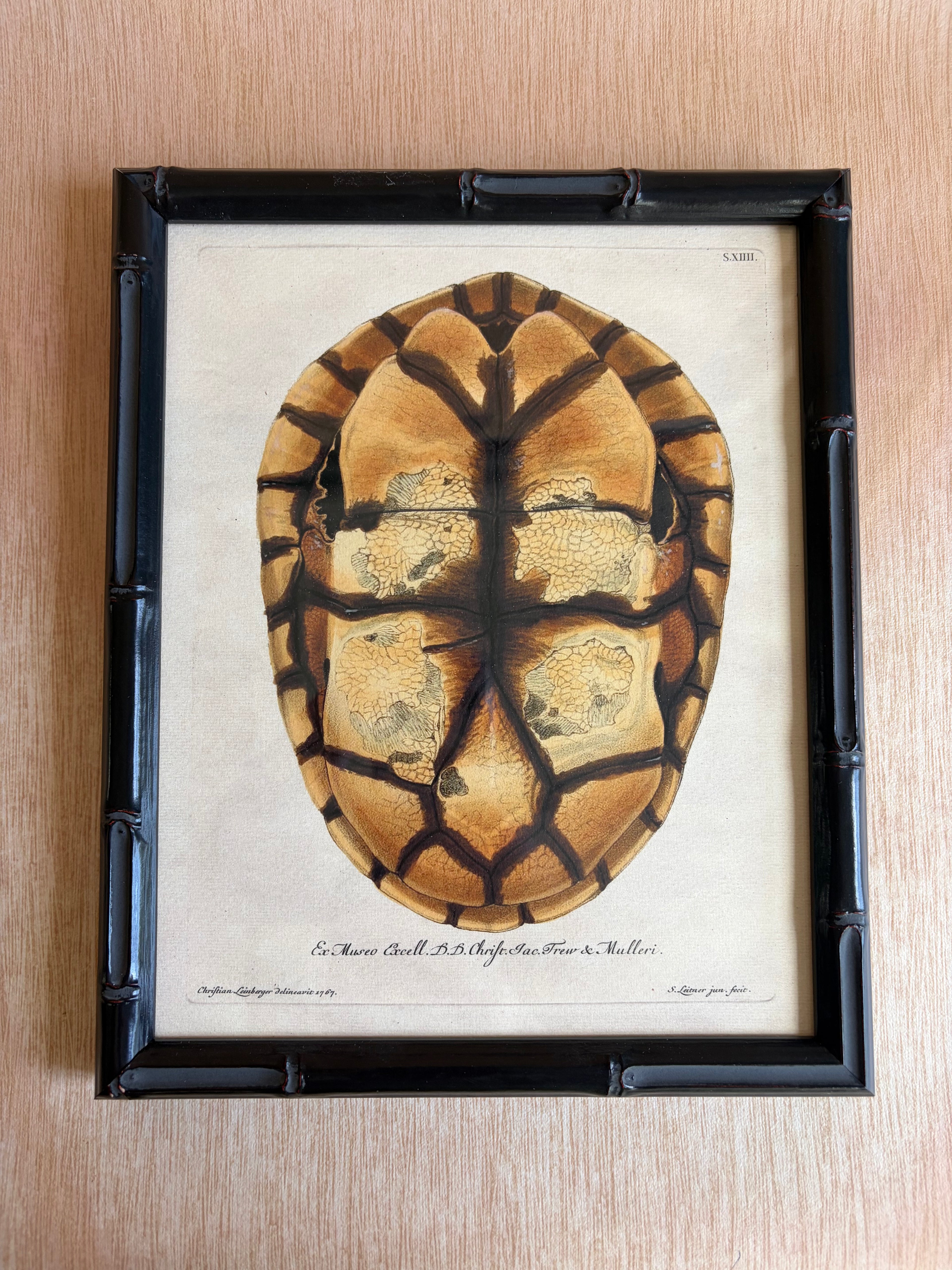 Pair of Framed Tortoiseshell Natural History Prints