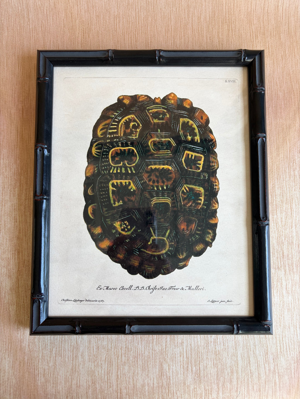 Pair of Framed Tortoiseshell Natural History Prints